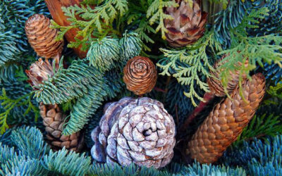 Annual Holiday Greens Show – Nov 9th
