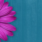 Welcome daisy flower