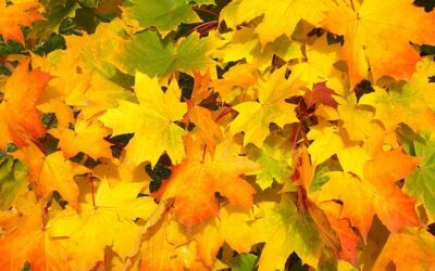 Autumn Harvest Scholarship Luncheon November 5th